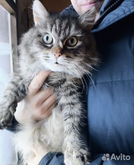 Кошка