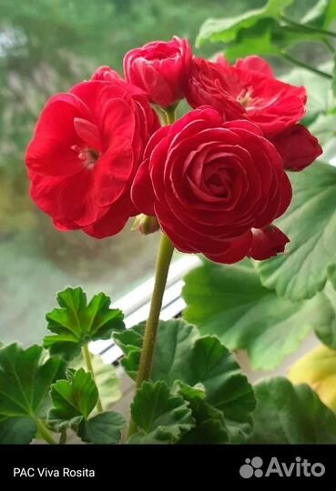 Пеларгония герань сортовая