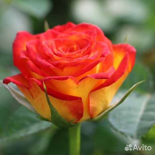 Розы английские, чайно-гибридные, плетистые