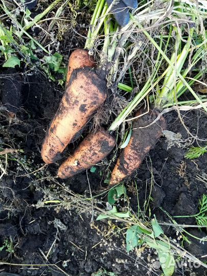 Продам морковь