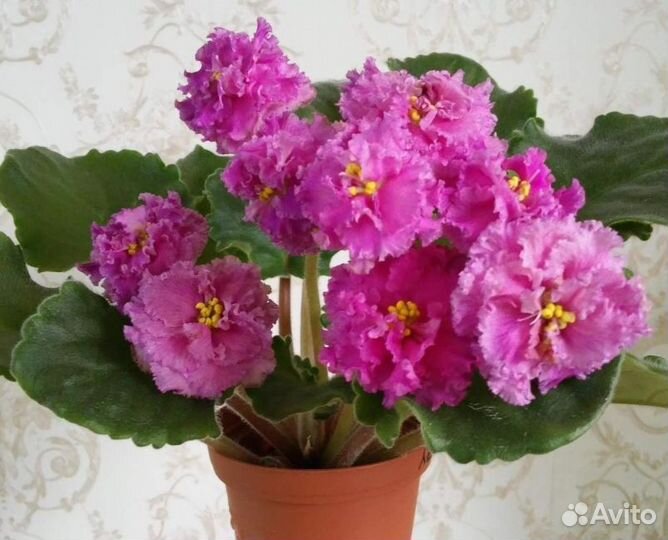 Фиалки сортовые (детки и стартеры)