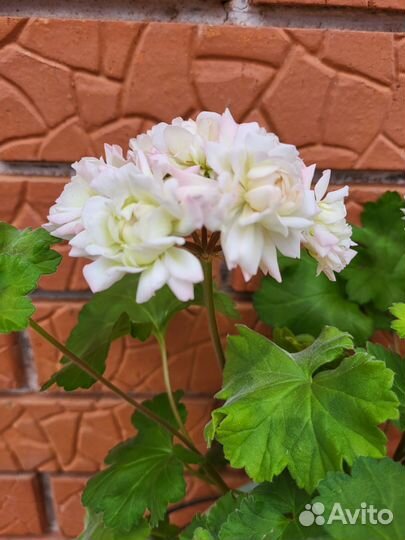 Пеларгония герань сортовая