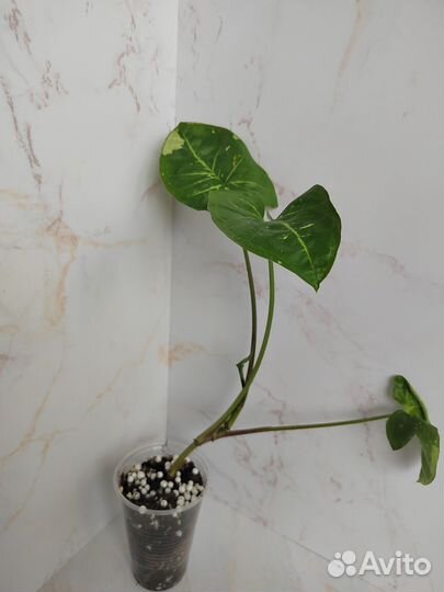 Сингониумы