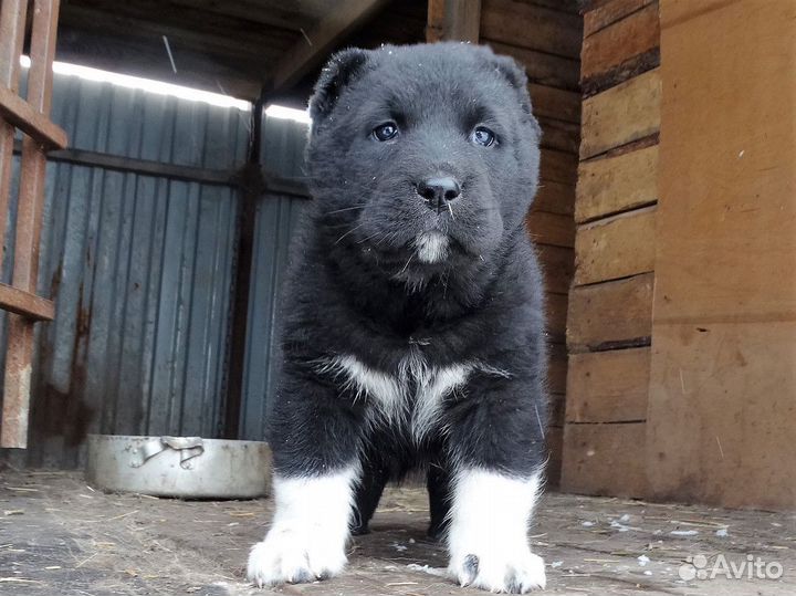 Щенки алабая