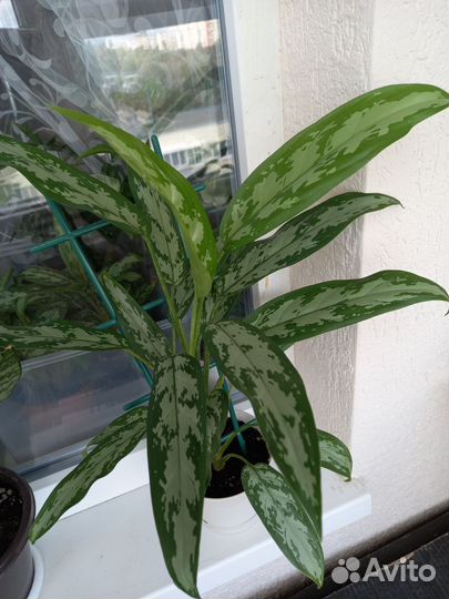 Комнатные цветы