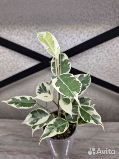 Фикус бенджамина твилайт