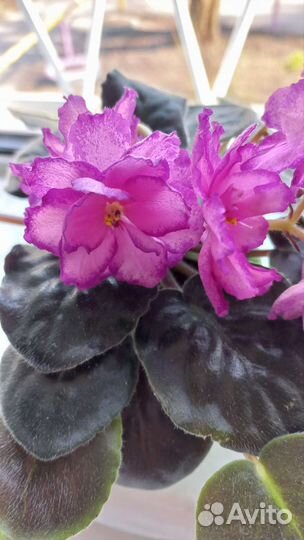 Сортовые фиалки