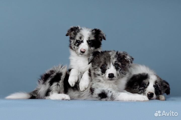 Бордер колли