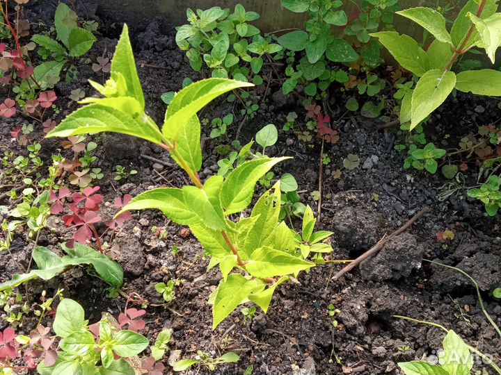 Гортензия метельчатая киушу