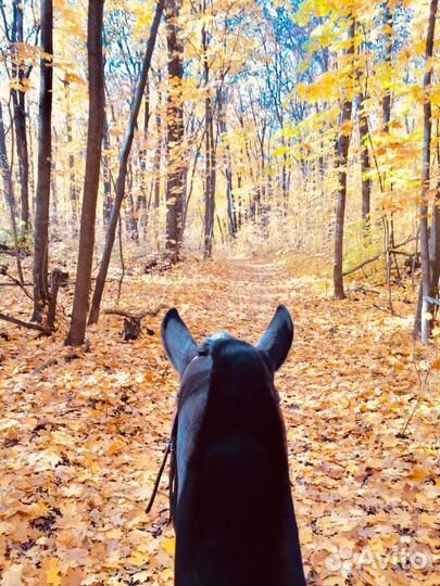 Конные прогулки, фотосессии