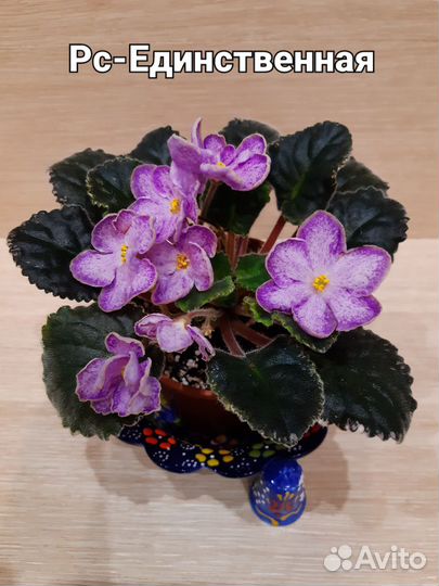 Фиалка сортовая