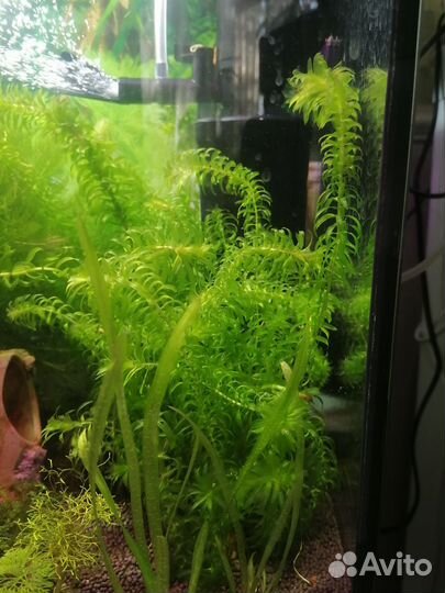 Растения для аквариума живые