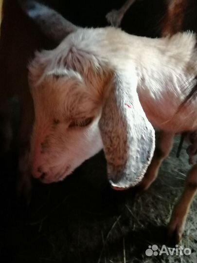 Продаю дойных коз и козлят