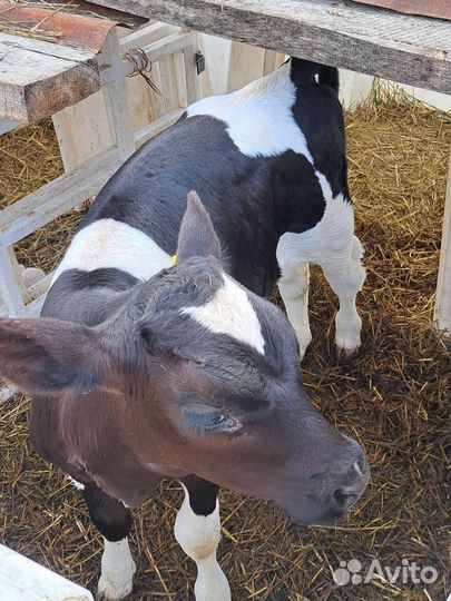 Элитные бычки