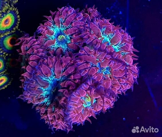 Кораллы LPS - для морского аквариума купить в Москве | Животные и ...