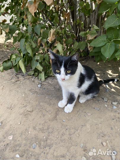 Котята в добрые руки бесплатно