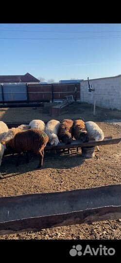 Овцы бараны ягнята