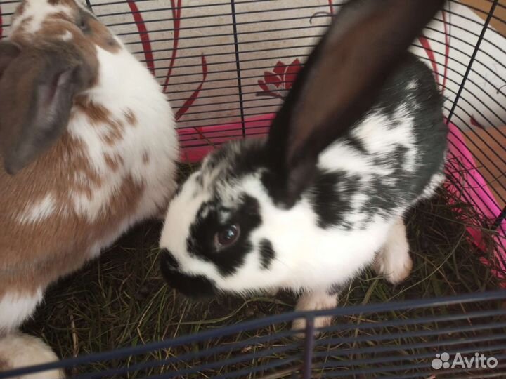 Кролики на мясо