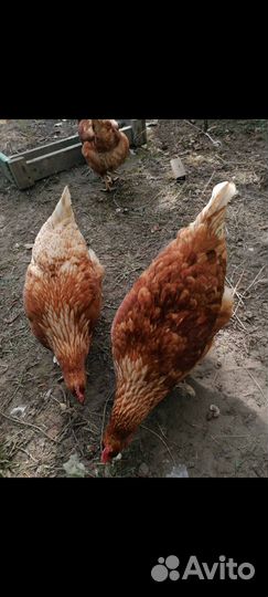 Куры несушки продам