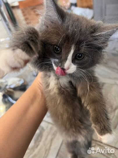 Подарю котят