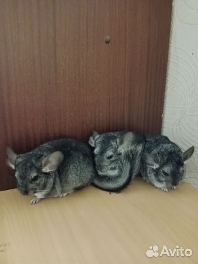 Продаю шиншилл