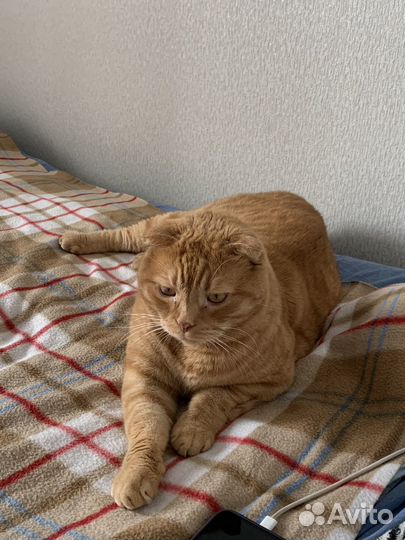 Кот в добрые руки