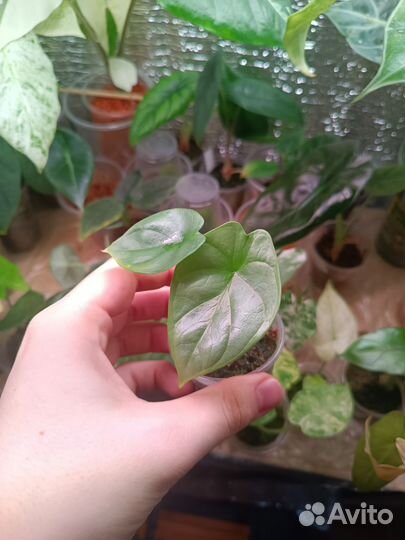 Алоказия Серебряный дракон