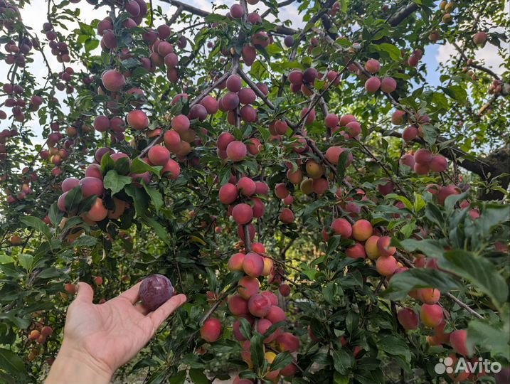 Алыча красная сладкая на еду, компот, вино,варенье