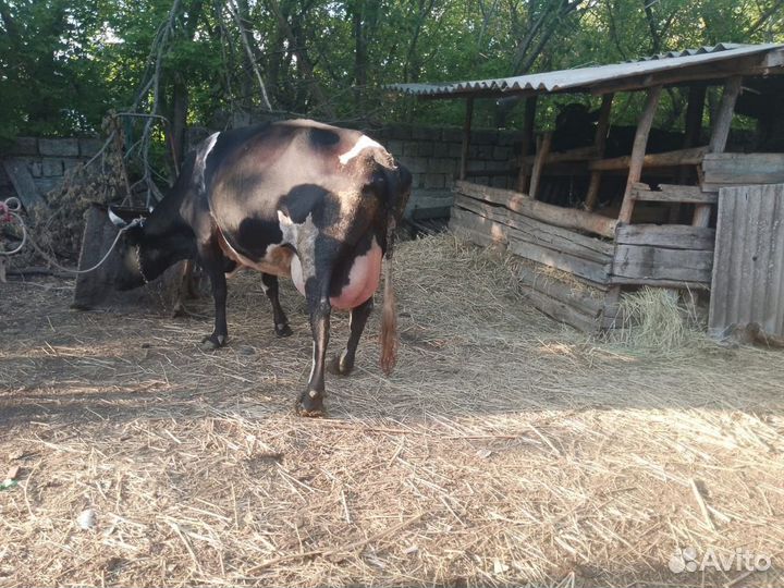 Коровы дойные молочные