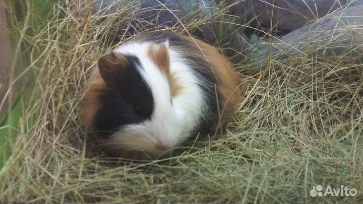 Морская свинка, скинни, кролики