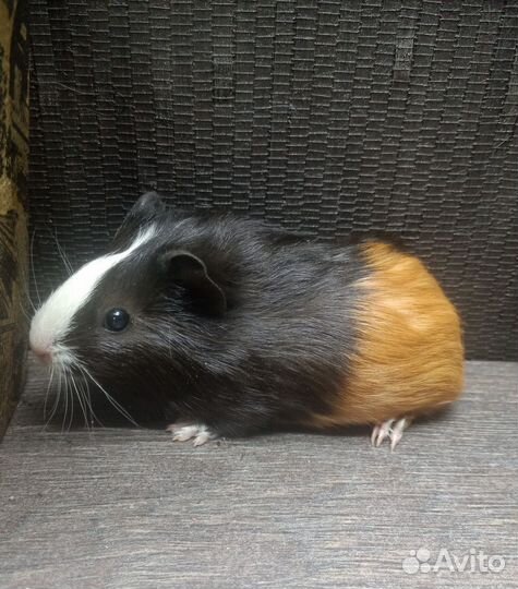 Морская свинка