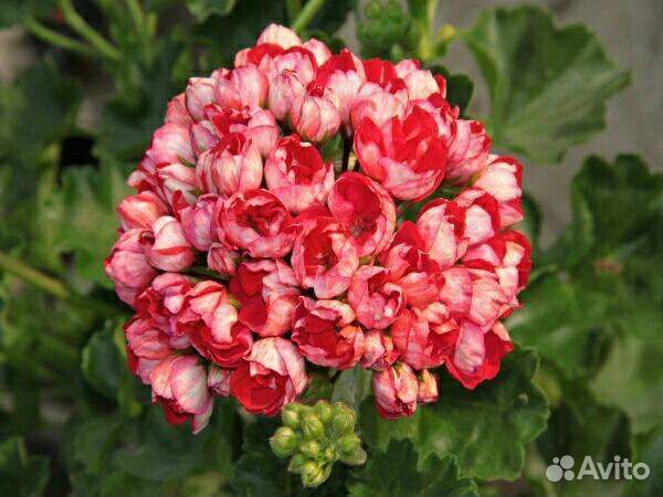 Пеларгония Victoria Andrea