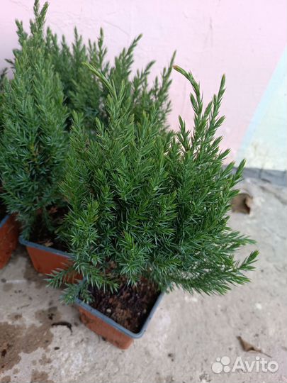 Можжевельник китайский Стрикта