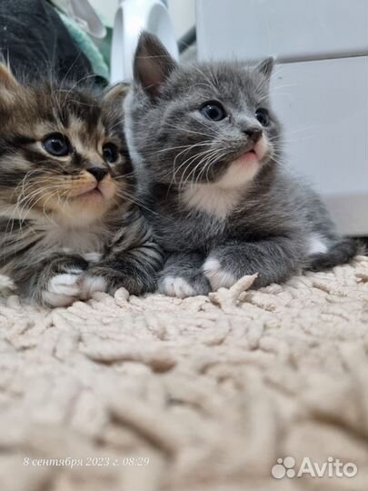 Котята отдам даром