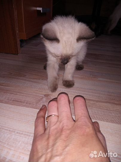 Сиамские котята