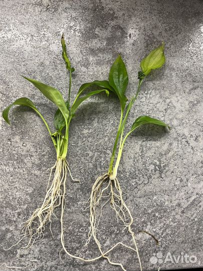 Спатифиллум