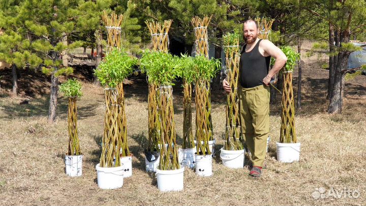 Плетеная ива пальма