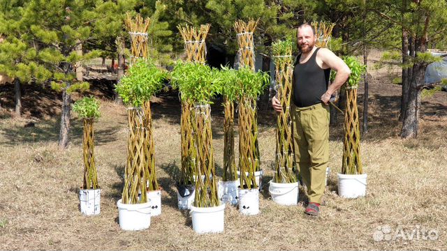 Плетеная ива пальма