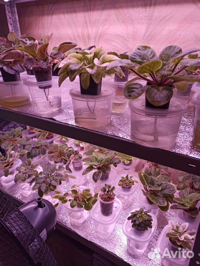 Фитолампа, светильник для растений