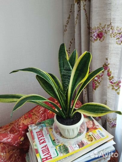 Сансевьера