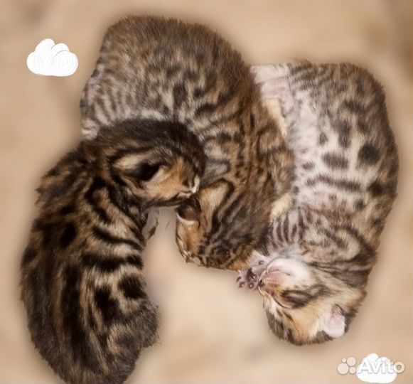 Бенгальские котята