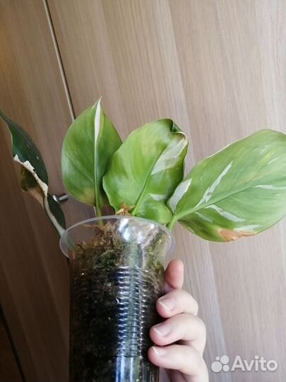 Филодендрон белый волшебник