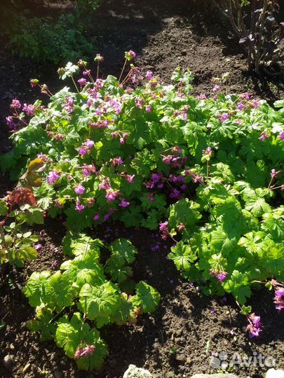 Цветы садовые