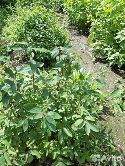 Продам рассаду Жимолости