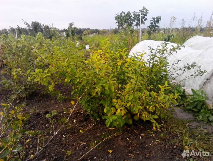 Саженцы Айвы японской