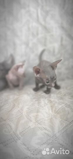 Донской сфинкс котята