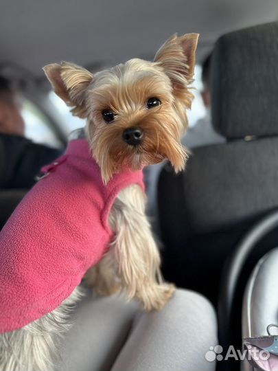 Йоркширский терьер