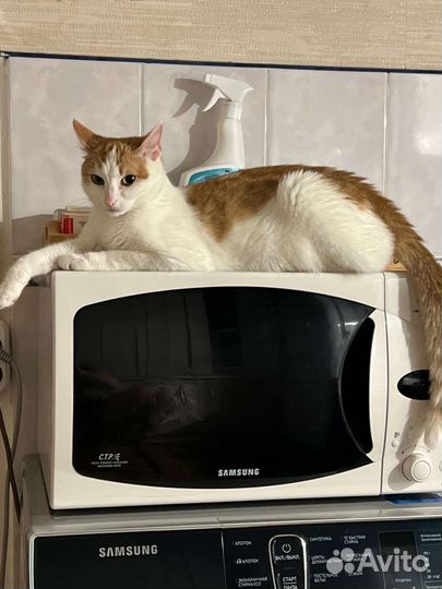 Рыже-белые кот кошка