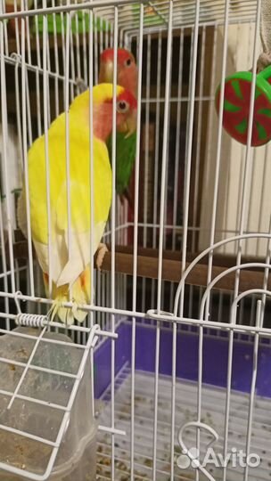 Пара неразлучников