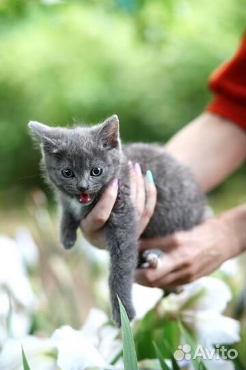 Котёнок Саяна в добрые руки (см. Видео)